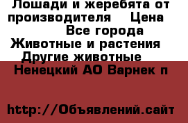 Лошади и жеребята от производителя. › Цена ­ 120 - Все города Животные и растения » Другие животные   . Ненецкий АО,Варнек п.